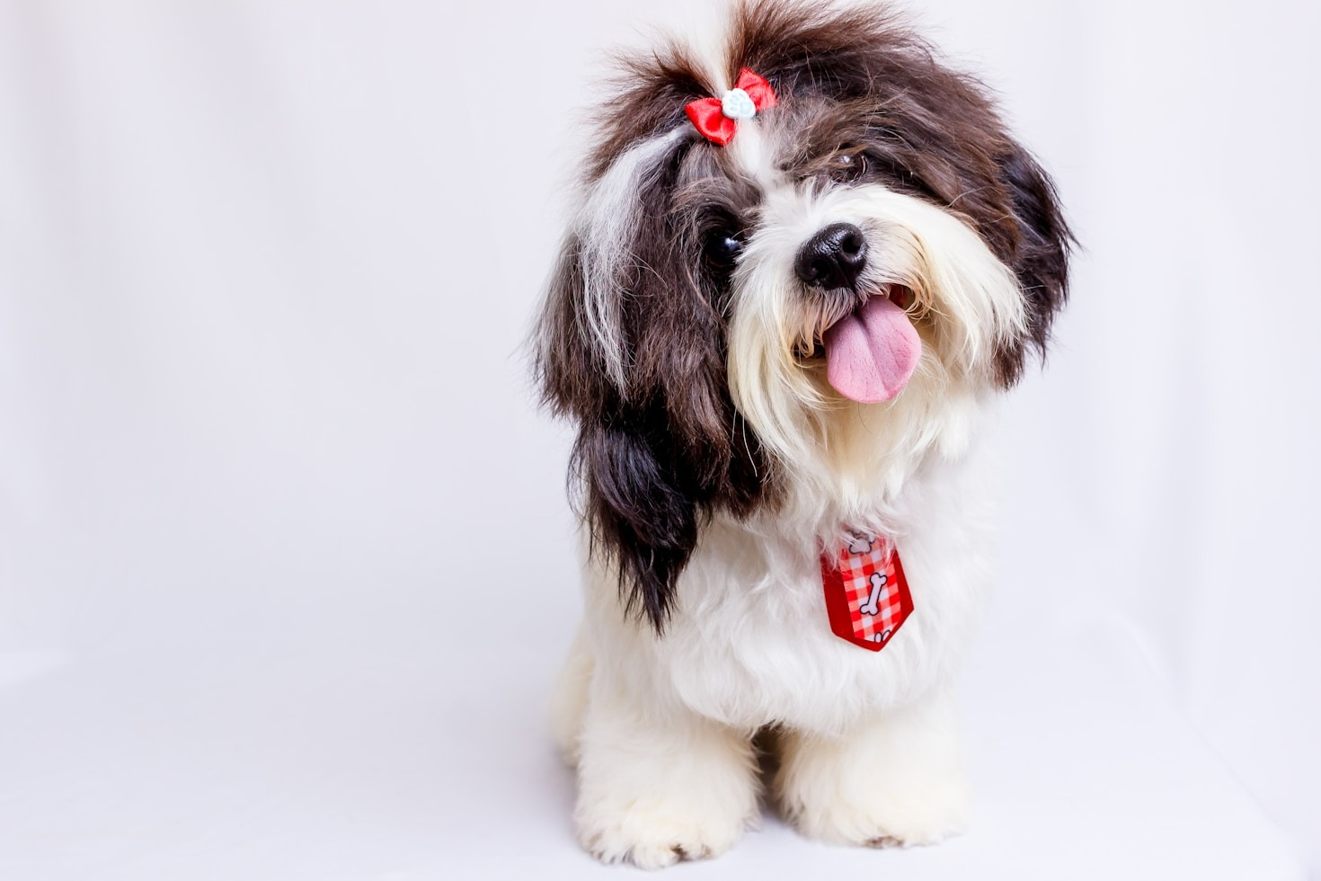 Stylish Pet Grooming: Trends and Techniques